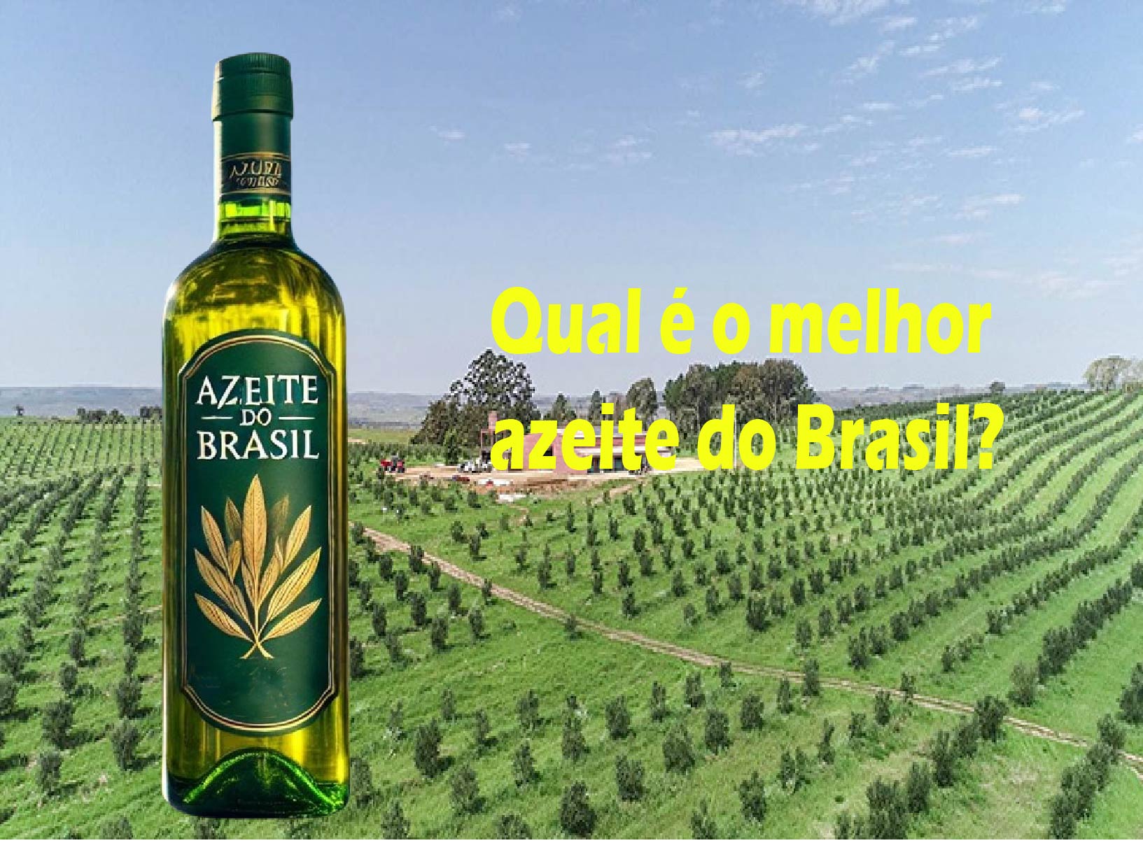 Qual é o melhor azeite do Brasil - portal do azeite